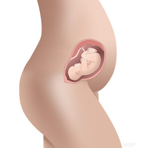 baby size in womb