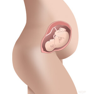 baby size in womb