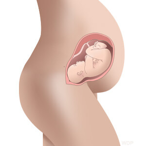 baby size in womb