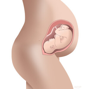 baby size in womb