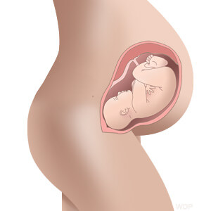 baby size in womb