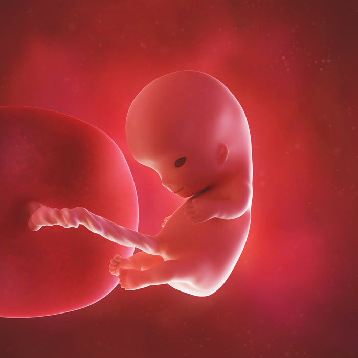 10 Week old baby in womb