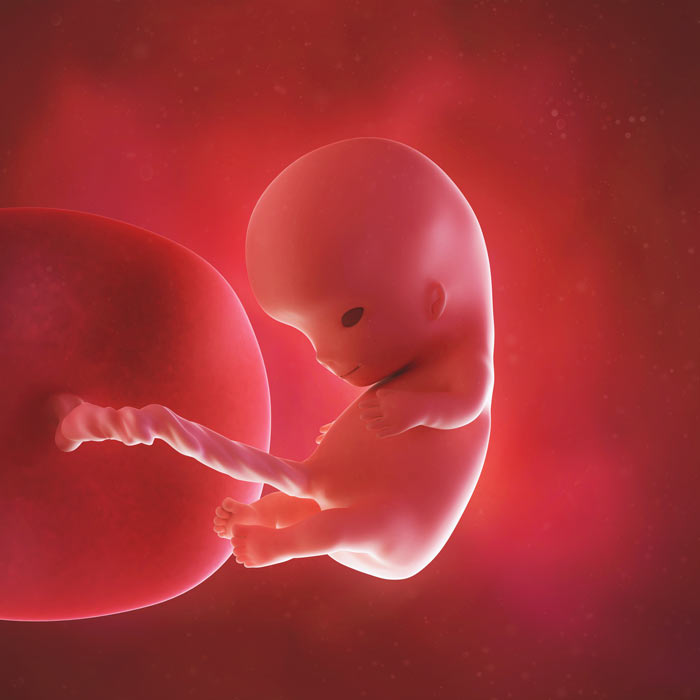 10 week baby in womb