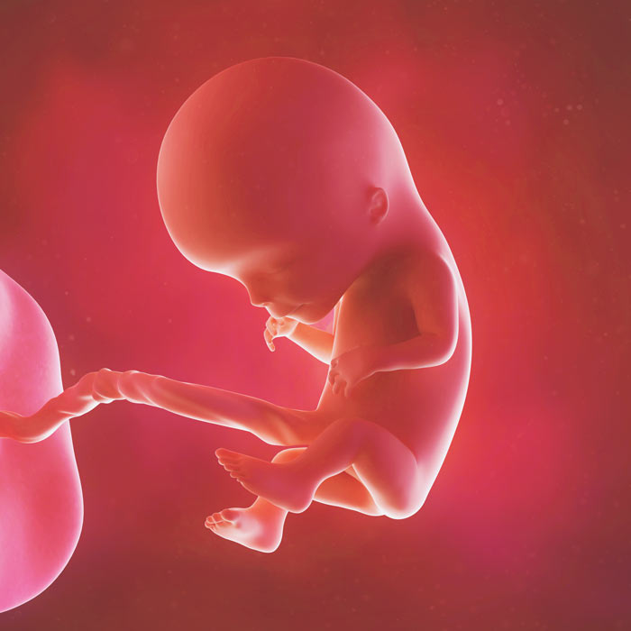 Image 12 Week Fetus