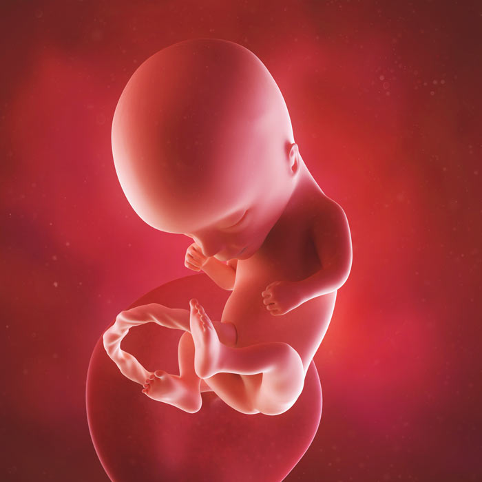 14 Week old baby in womb