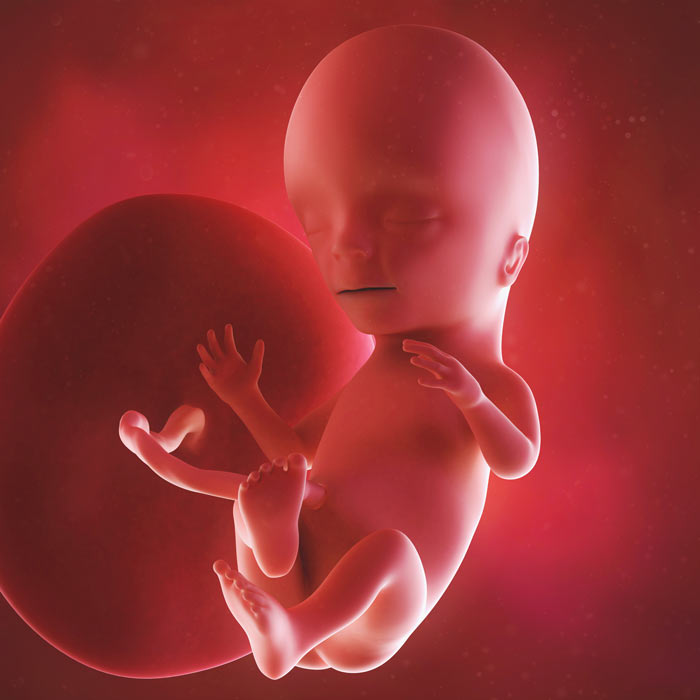 15 Week old baby in womb