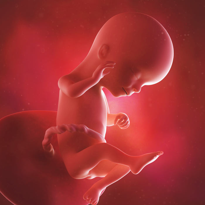 16 Week old baby in womb