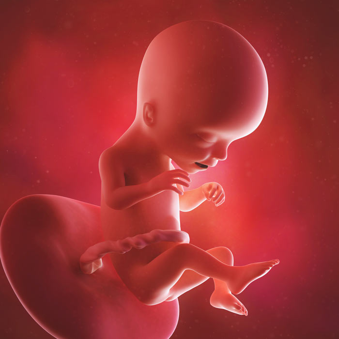 17 Week old baby in womb