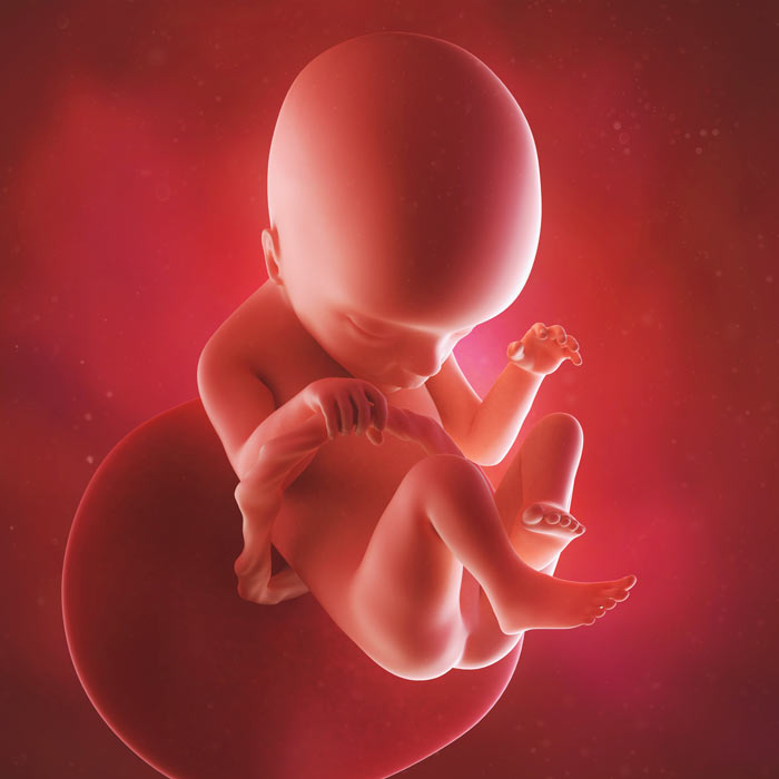 18 Week old baby in womb