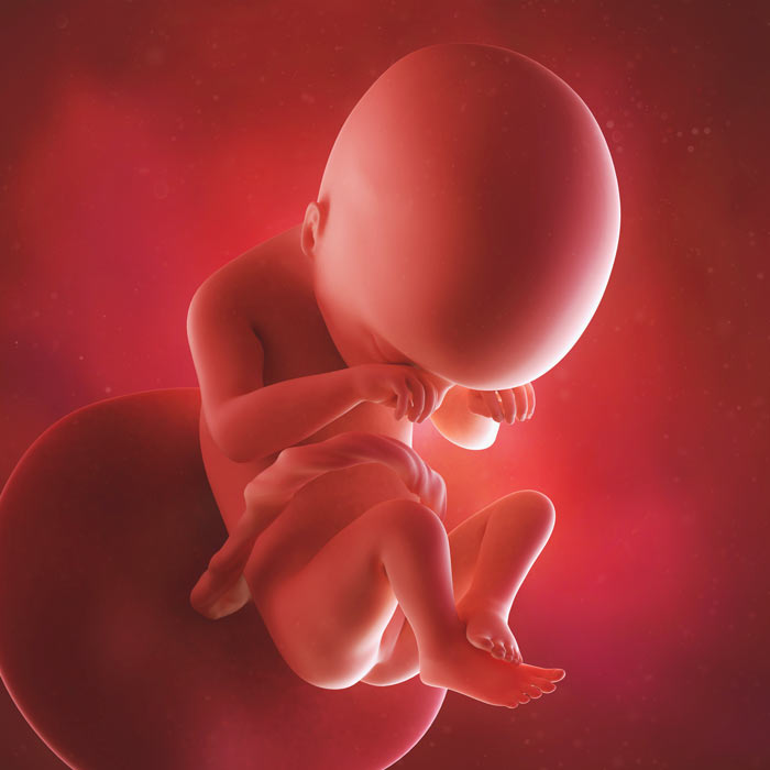 19 Week old baby in womb