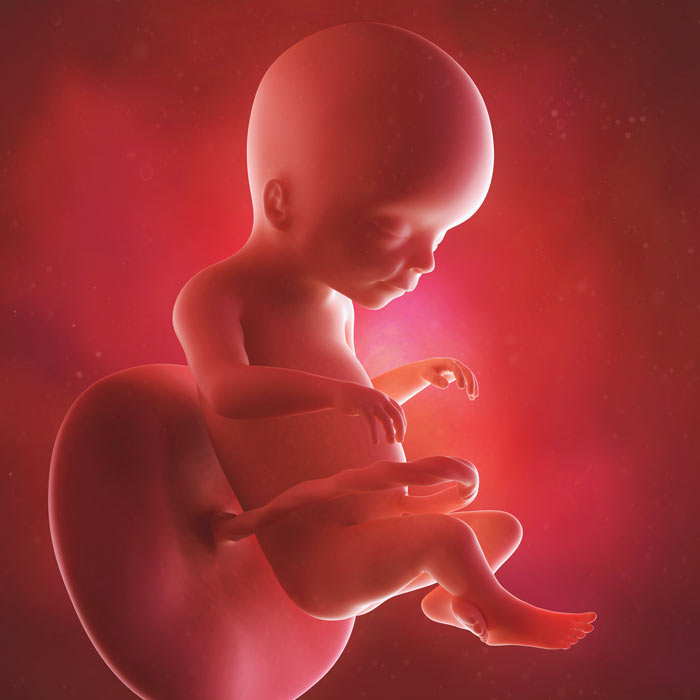 20 Week old baby in womb