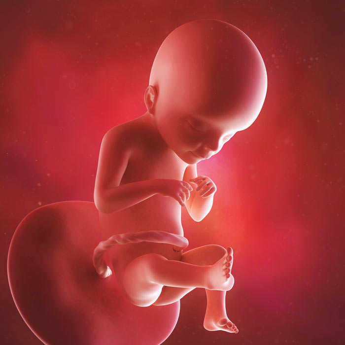 21 Week old baby in womb