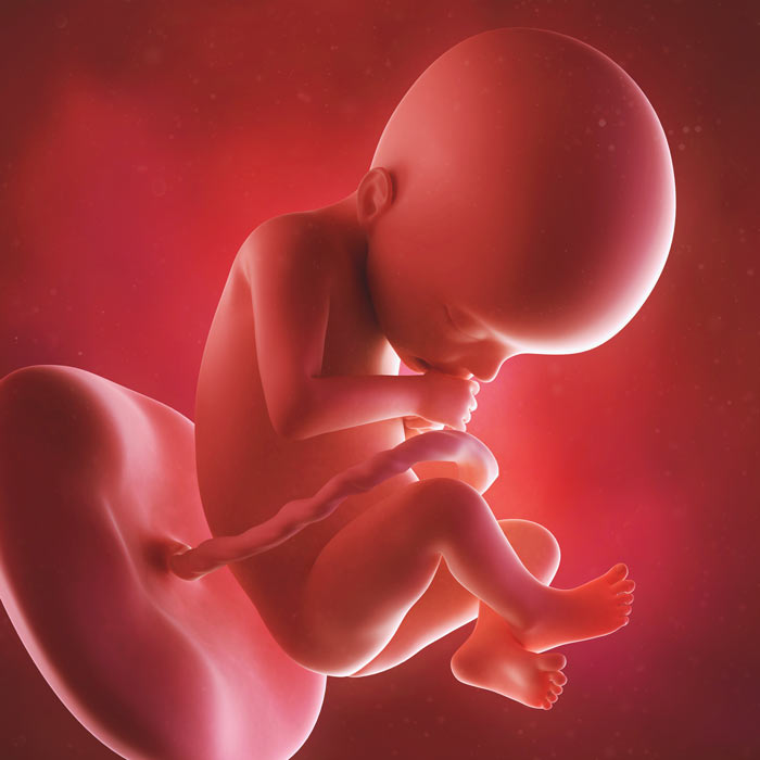 22 Week old baby in womb