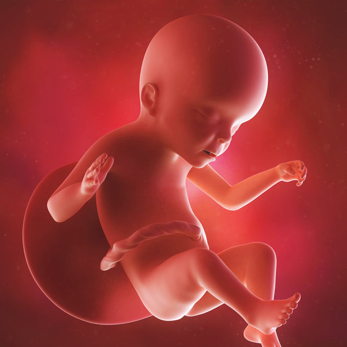 Development Of Baby At 23 Weeks: What Should You Expect?