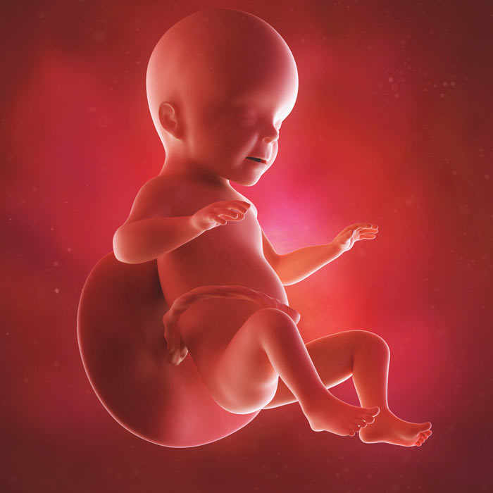 26 Week old baby in womb