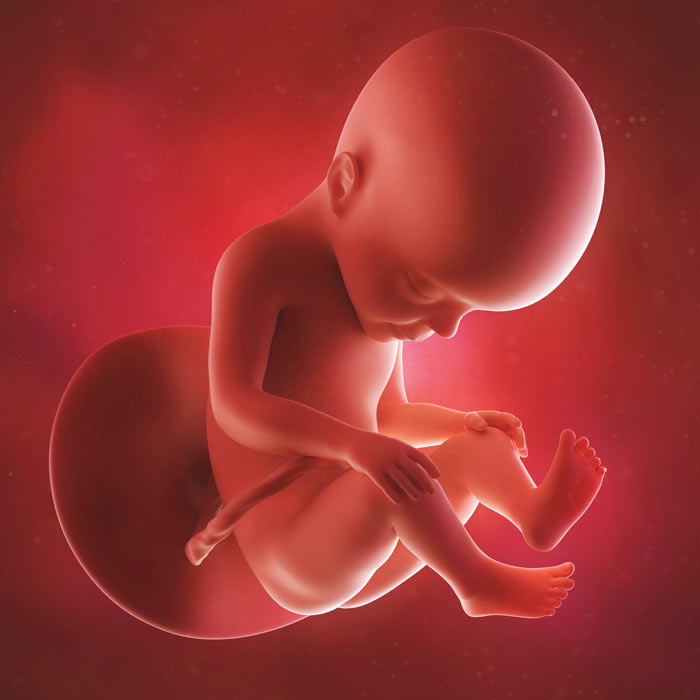 27 Week old baby in womb