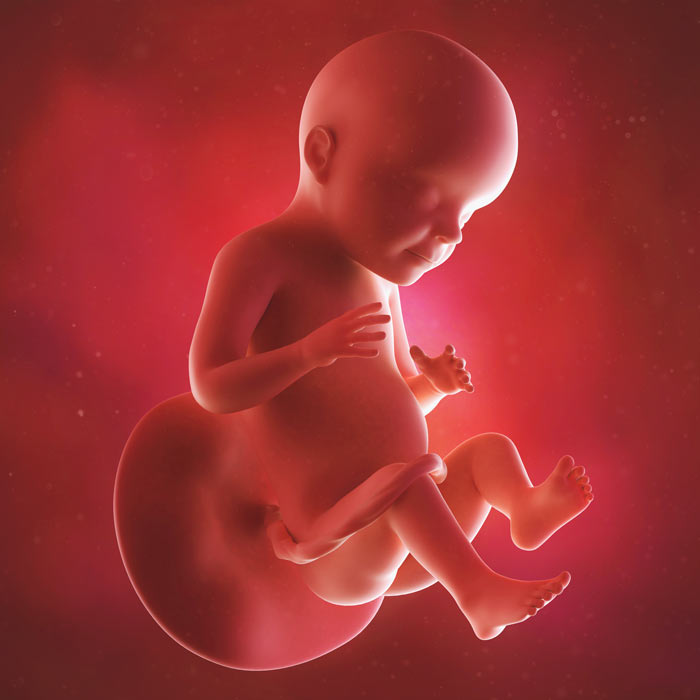 28 Week old baby in womb