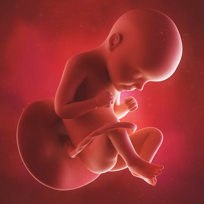 29 Week old baby in womb