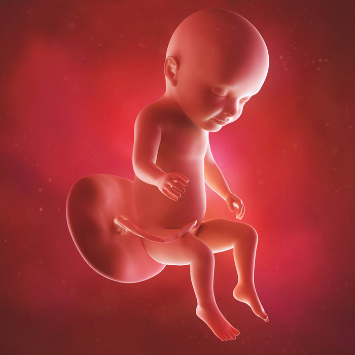31 Week old baby in womb
