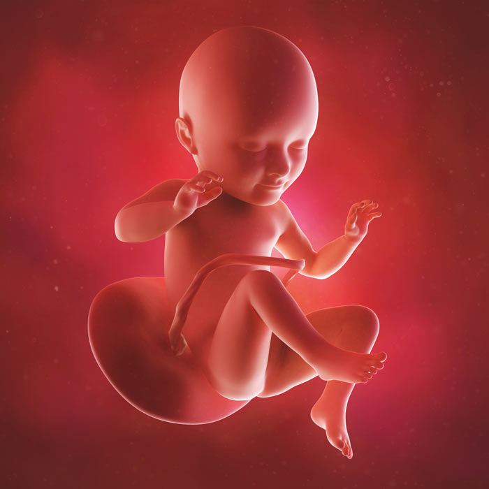 34 Week old baby in womb