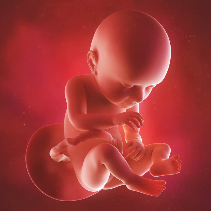 37 Week old baby in womb