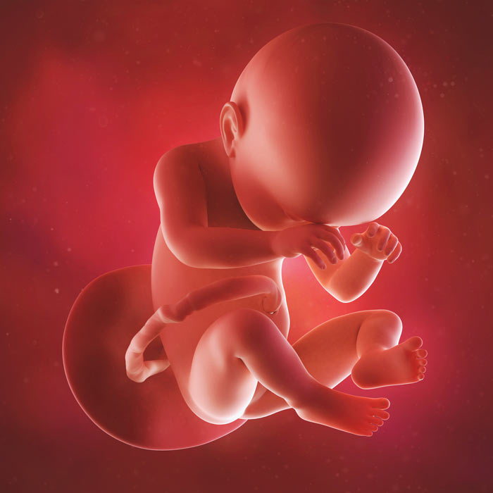 38 Week old baby in womb