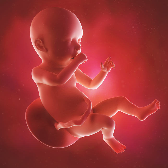 41 Week old baby in womb