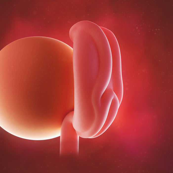 4 Week old baby in womb