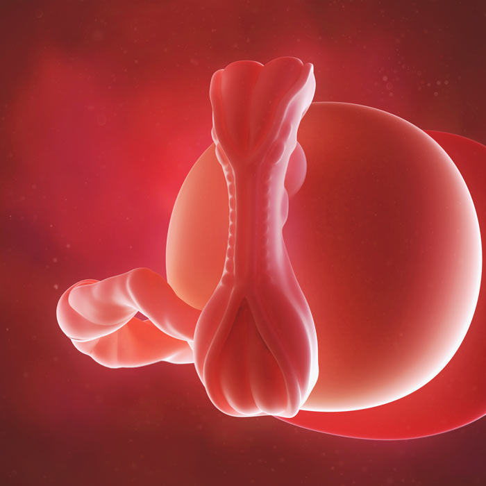 5 Week old baby in womb
