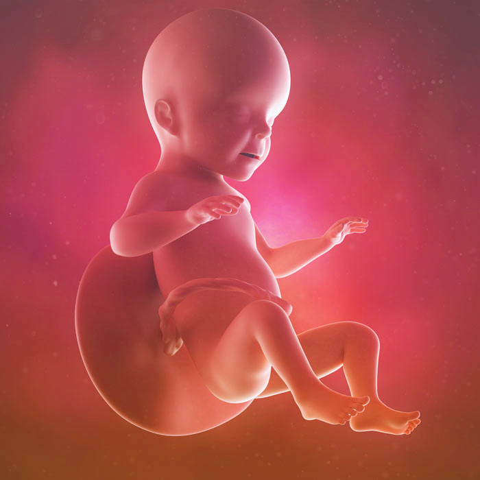 26 Weeks Pregnant During Pregnancy