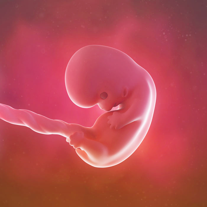 8 Weeks Pregnant During Pregnancy